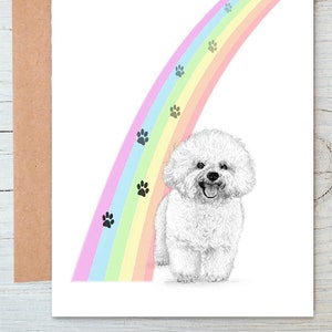 Bichon Frise (nr 1) piesek, ...