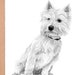 Jersey Cow, Calf Art Drawing Prints A4/A3 Size, Greetings/note Card card Can Be Personalised ...