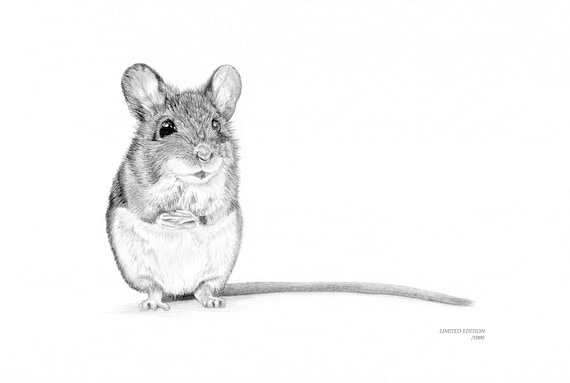 Mouse Field Harvest Mice Art Drawing Prints A4/A3 Size, Greetings/note Card  card Can Be Personalised - Etsy