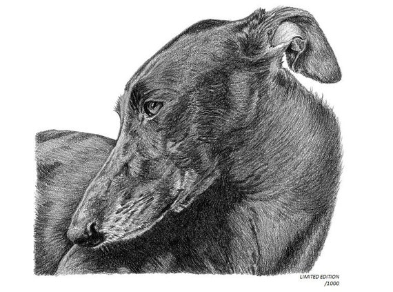 Greyhound Dog no:12 Art Drawing Prints A4/A3 Size | Etsy UK