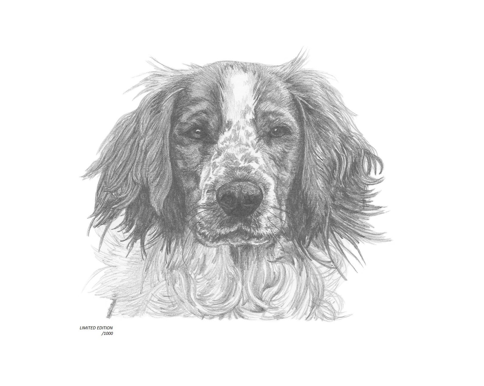Springer Spaniel Dog no.4 Art Drawing Prints A4/A3 Size, Greetings/note ...
