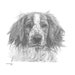 Springer Spaniel Dog no.4 Art Drawing Prints A4/A3 Size, Greetings/note ...