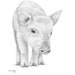 Jersey Cow, Calf Art Drawing Prints A4/A3 Size, Greetings/note Card card Can Be Personalised ...
