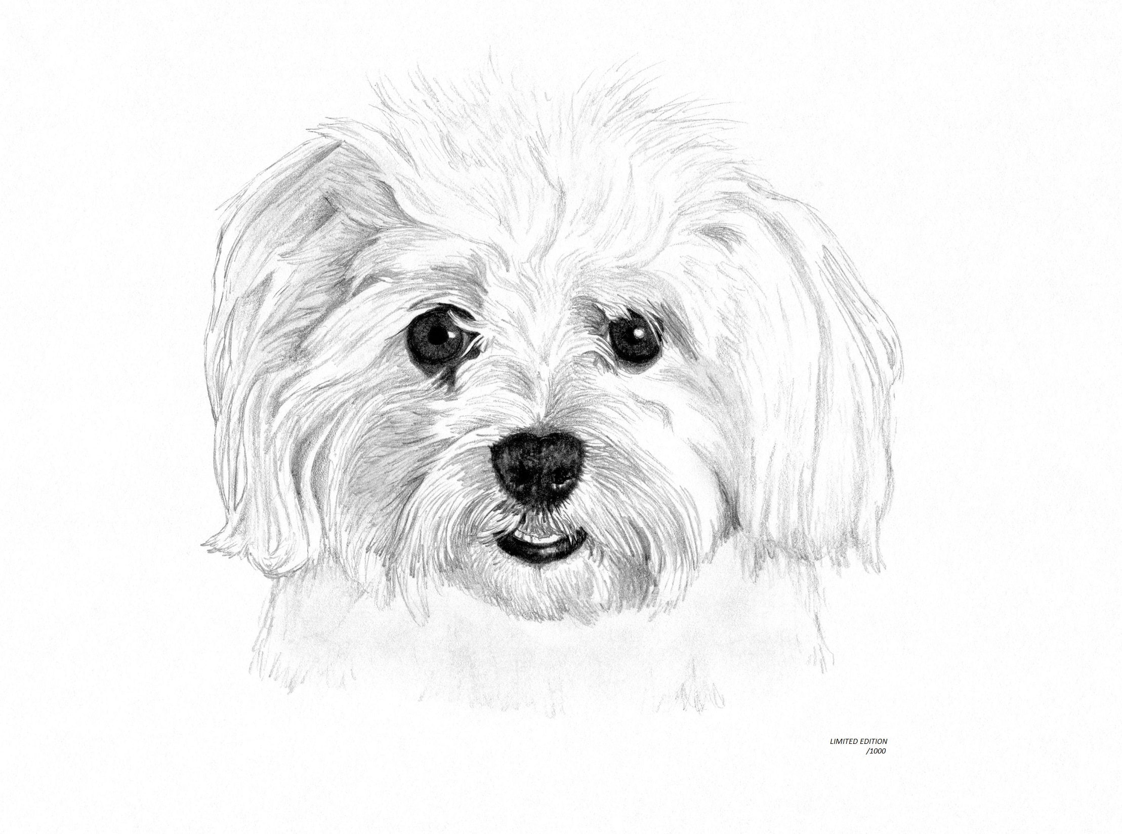 Can Maltese Be Black