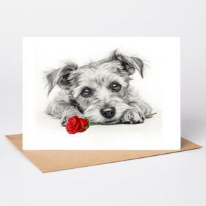 May include: A greeting card featuring a black and white pencil sketch of a small, scruffy dog with large, expressive eyes resting its head on its paws. A single, vibrant red rose is positioned directly in front of the dog's nose.