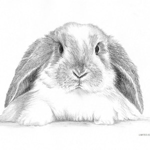 Lop Eared Rabbit bunny (no.1) art drawing prints A4/A3 size, Greetings/Note Card (Card can be personalised)