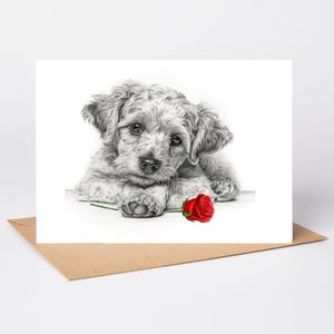 May include: A greeting card featuring a black and white pencil sketch of a fluffy puppy resting its head on its front paws. A single, vibrant red rose with a green stem is positioned directly in front of the puppy on the white surface.