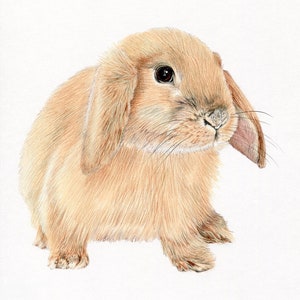 Lop Eared Rabbit Bunny Colour no.4 Art Drawing Prints A4/A3 - Etsy