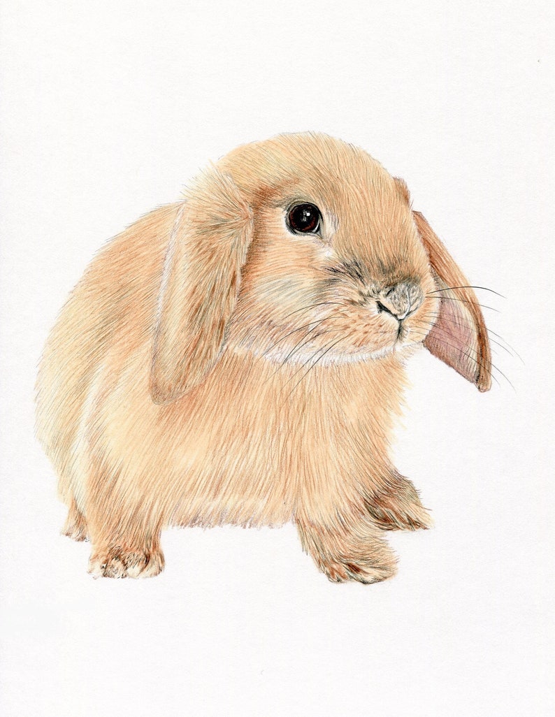 Lop Eared Rabbit Bunny Colour no.4 Art Drawing Prints A4/A3 - Etsy
