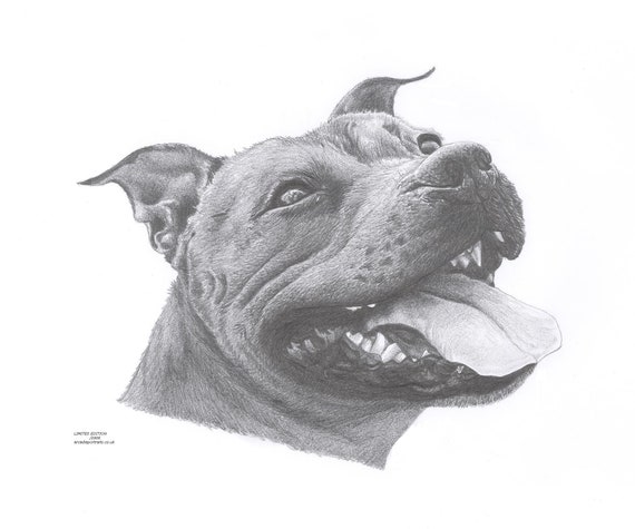 Staffordshire bull terrier best sale drawing