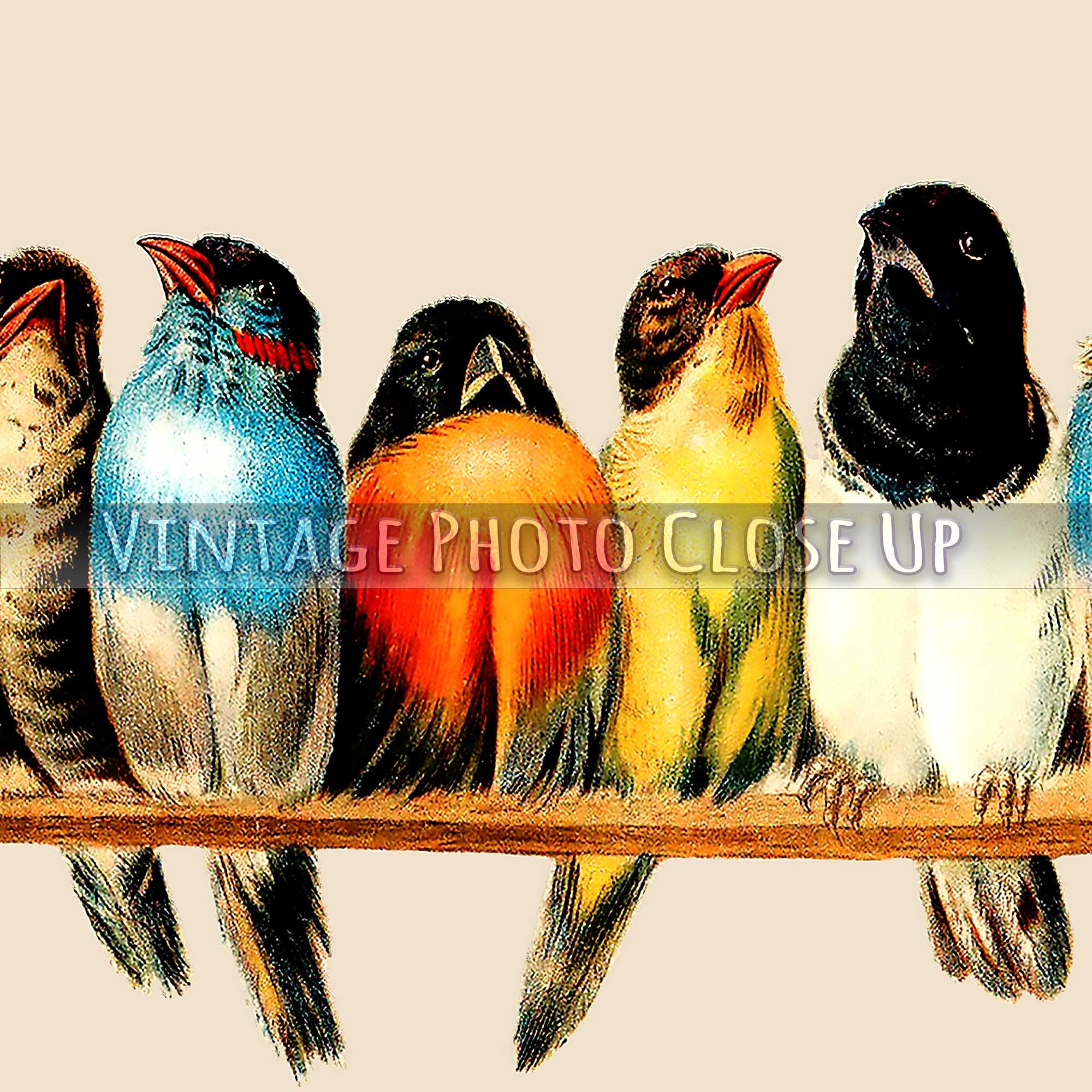 Perch of Birds Poster Hector Vintage Bird Print Etsy
