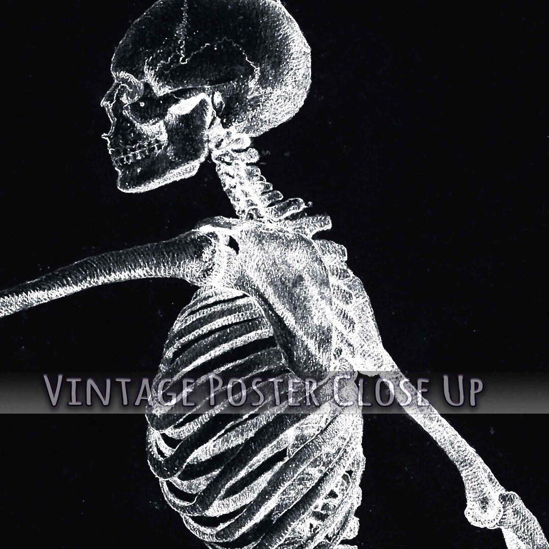 Vintage Human Skeleton Print: George Stubbs Anatomy Poster - Etsy
