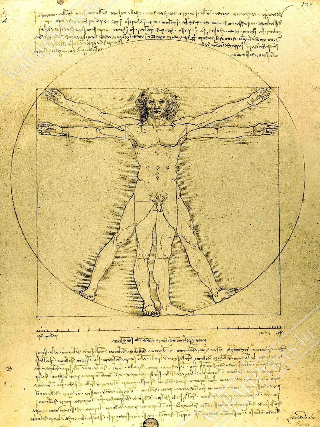 Vitruvian Man Print, Leonardo Da Vinci 1490, Vintage Vitruvian Man Poster Print UK, EU USA ...