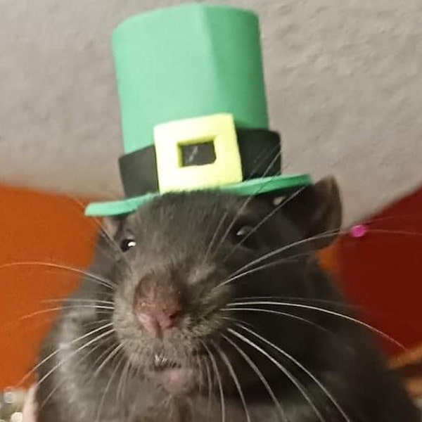 Verde Leprachaun st. Cappello da festa per il giorno di San Patrizio. Taglie dalla XXS alla XL. Per TUTTI gli animali, dai ratti ai cani e tutti gli altri!