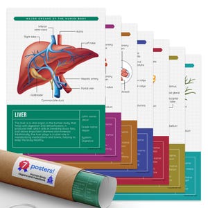 Quarterhouse Human Body Organs and Functions Poster Set, Science Classroom Learning Materials for K-12 Students and Teachers, Set of 7,... image 1