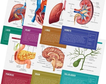 Quarterhouse Human Body Organs and Functions Poster Set, Science Classroom Learning Materials for K-12 Students and Teachers, Set of 7,...
