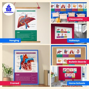Quarterhouse Human Body Organs and Functions Poster Set, Science Classroom Learning Materials for K-12 Students and Teachers, Set of 7,... image 8