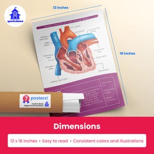 Quarterhouse Human Body Organs and Functions Poster Set, Science Classroom Learning Materials for K-12 Students and Teachers, Set of 7,... image 3