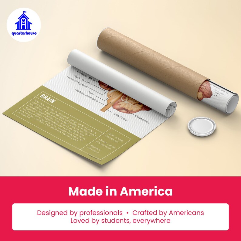 Quarterhouse Human Body Organs and Functions Poster Set, Science Classroom Learning Materials for K-12 Students and Teachers, Set of 7,... image 7