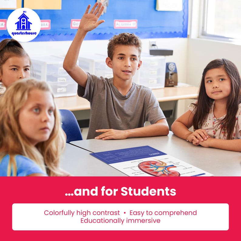 Quarterhouse Human Body Organs and Functions Poster Set, Science Classroom Learning Materials for K-12 Students and Teachers, Set of 7,... image 5