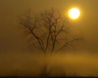 Winter Tree Sunrise Fog Landscape Photo Art by Frank Julius PhotoOntario