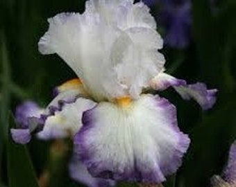 Bearded Iris Starting Fresh