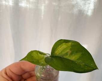 Global green pothos