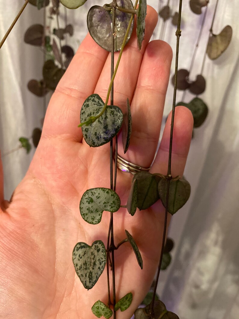 String of Hearts Etsy