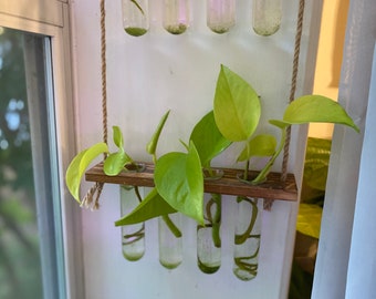 Neon pothos