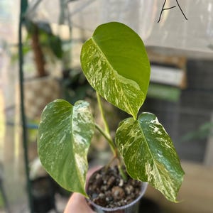 Monstera Albo