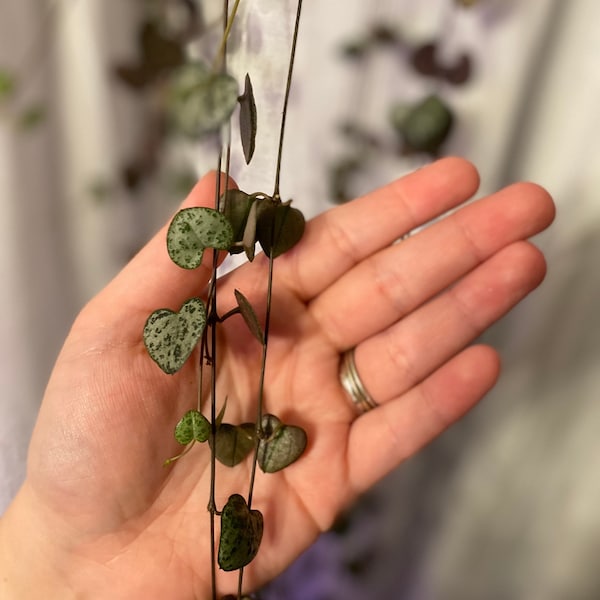 String of hearts