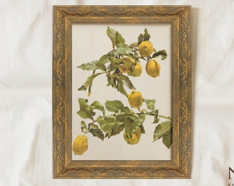 Vintage Framed, Vintage Lemon Print, Antique Kitchen Still Life Painting, Printable Art, Wall Art, Ornate Gold Frame, Housewarming Gift #154