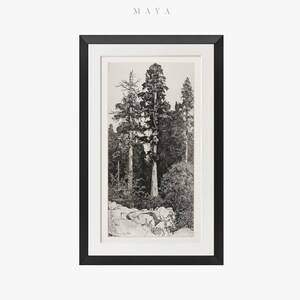 May include: Black and white framed print of a forest scene. The artwork depicts tall trees and a rocky foreground. The print is encased in a black frame with a white matting, creating a classic and elegant aesthetic. The word "MAYA" is at the top.