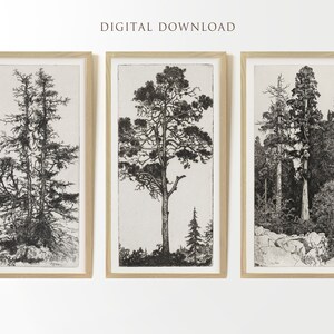 May include: Three framed black and white prints of trees. The prints are in wooden frames and are arranged in a row. The first print shows two trees with branches that are close together. The second print shows a single tree with a long trunk and a wide canopy. The third print shows a group of trees in a forest setting.