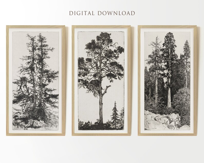 May include: Three framed black and white prints of trees. The prints are in wooden frames and are arranged in a row. The first print shows two trees with branches that are close together. The second print shows a single tree with a long trunk and a wide canopy. The third print shows a group of trees in a forest setting.