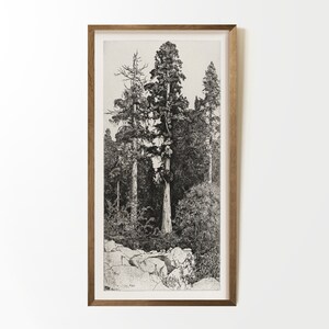 May include: A framed black and white illustration of three tall trees in a forest setting. The trees are drawn in a detailed style, with their branches and leaves clearly visible. The background of the illustration is a simple, light gray color.