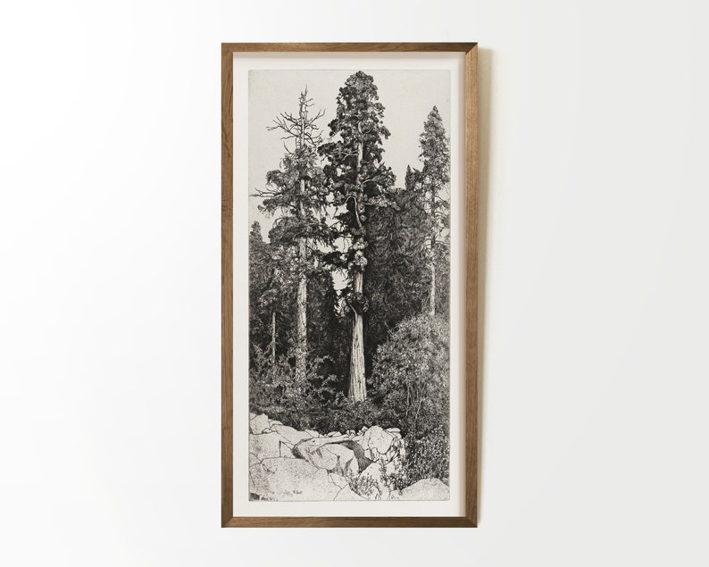 May include: A framed black and white illustration of three tall trees in a forest setting. The trees are drawn in a detailed style, with their branches and leaves clearly visible. The background of the illustration is a simple, light gray color.