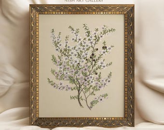 Puede incluir: Una ilustración botánica enmarcada de una planta con flores blancas y hojas verdes. El marco es dorado con detalles ornamentados. El texto "VENUS NISH ART GALLERY" está impreso en la parte superior de la imagen.