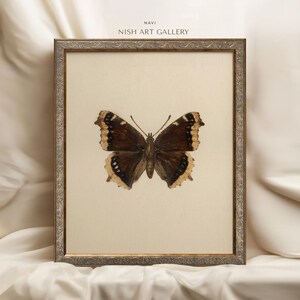 May include: A framed print of a brown and white butterfly with a cream background. The frame is silver with an ornate design. The text "NAVI NISH ART GALLERY" is printed at the top of the image.