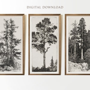 Vintage Tree Wall Print Set of 3, Tree Drawing, Forest Wall Art, Vintage Sketch Art, Tree Sketch, Botanical Print, DIGITAL DOWNLOAD #225