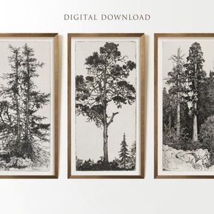 Vintage Tree Wall Print Set of 3, Tree Drawing, Forest Wall Art, Vintage Sketch Art, Tree Sketch, Botanical Print, DIGITAL DOWNLOAD #194