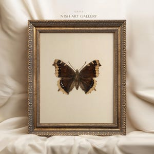 May include: A framed print of a brown and white butterfly with a gold frame. The print is titled "EROS" and "NISH ART GALLERY".