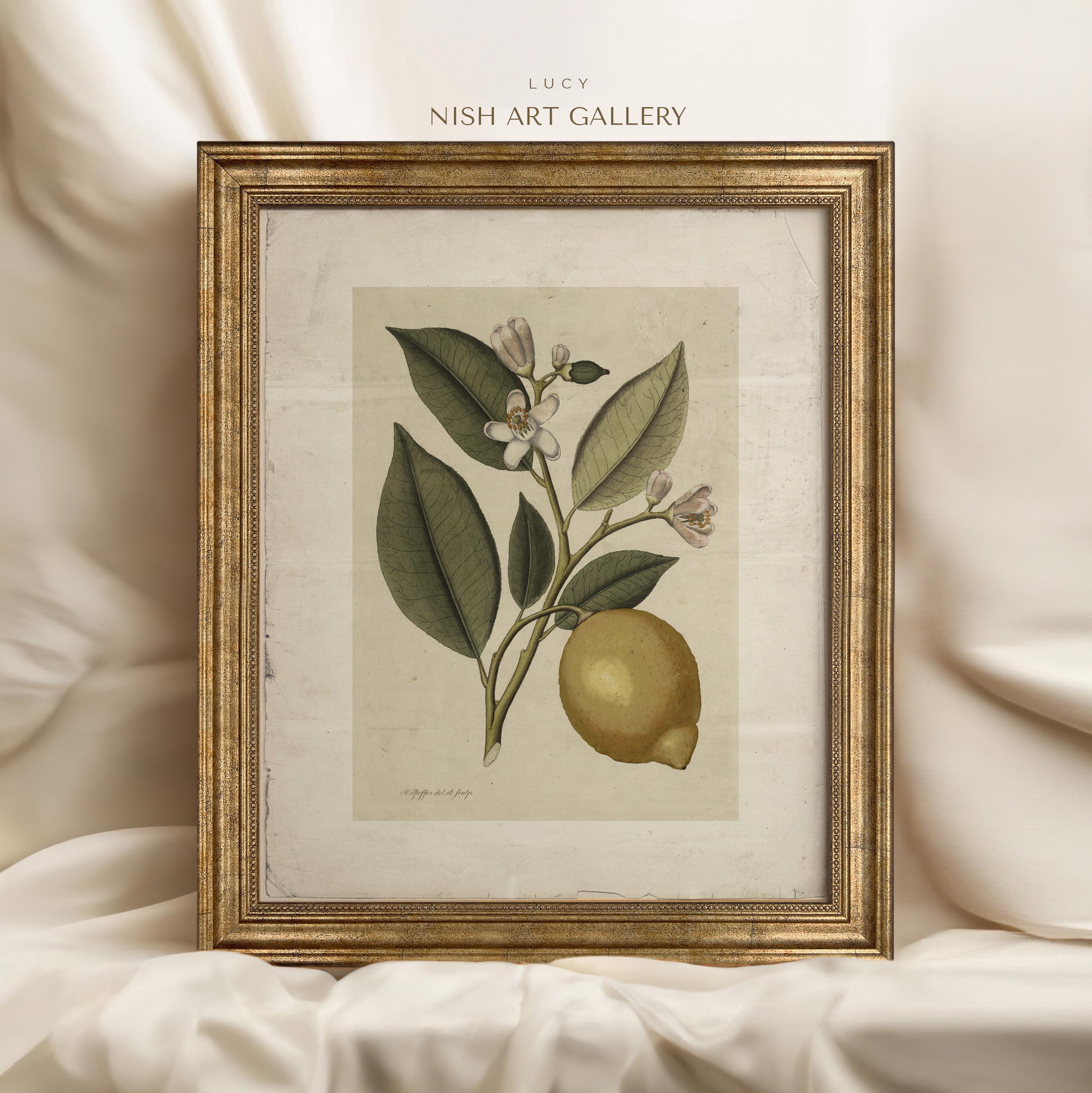 Vintage Lemon Botanical Print: Antique Citrus Illustration, Rustic ...