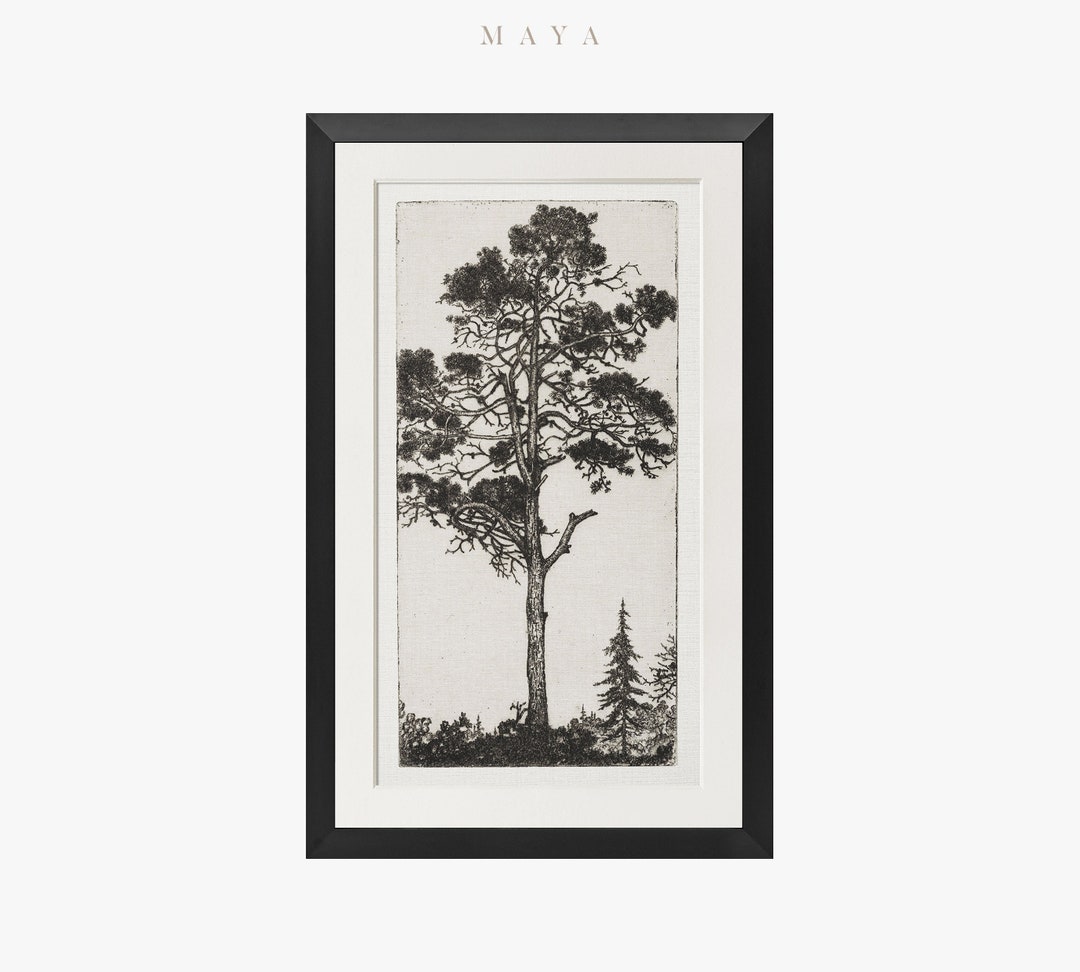 Vintage Art Framed Matted, Etching Tree Print, Framed Trees Wall Art