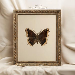 May include: A framed print of a brown and white butterfly with a gold ornate frame. The print is titled "MEDUSA NISH ART GALLERY".