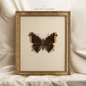 May include: A framed print of a brown and white butterfly with a gold frame. The print is titled "Lucy" and is from the "Nish Art Gallery".