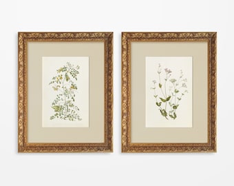 May include: Two framed botanical prints with gold-leaf frames. The prints feature detailed illustrations of flowers and leaves. The frames are labeled "Handmade Gold Foiled Frame", "Wood Frame", "Museum Quality Art Print", and "Limited Edition".