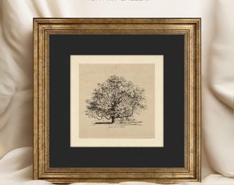 Tree Sketch Art Print: Gold Frame, Black Mat, Vintage Forest