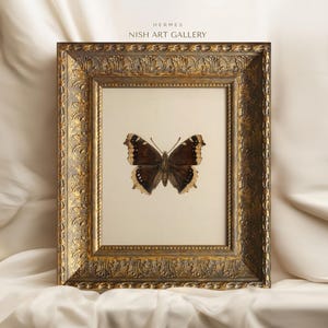 May include: A framed print of a brown and white butterfly with a gold ornate frame. The frame has a decorative pattern and the text "HERMES NISH ART GALLERY" is printed at the top of the image.