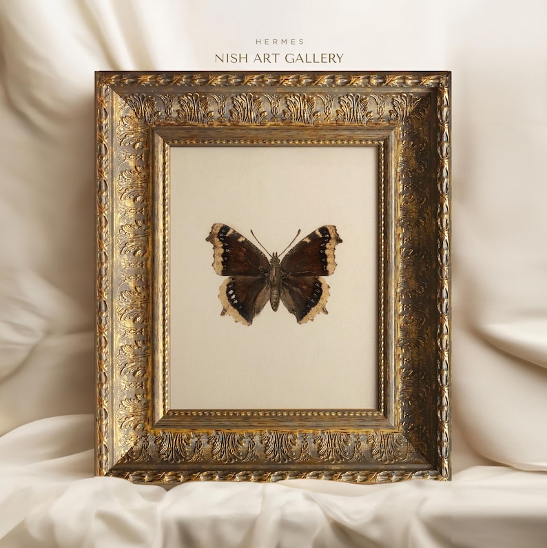 May include: A framed print of a brown and white butterfly with a gold ornate frame. The frame has a decorative pattern and the text "HERMES NISH ART GALLERY" is printed at the top of the image.